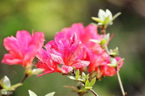 杜鵑花中毒怎麼辦